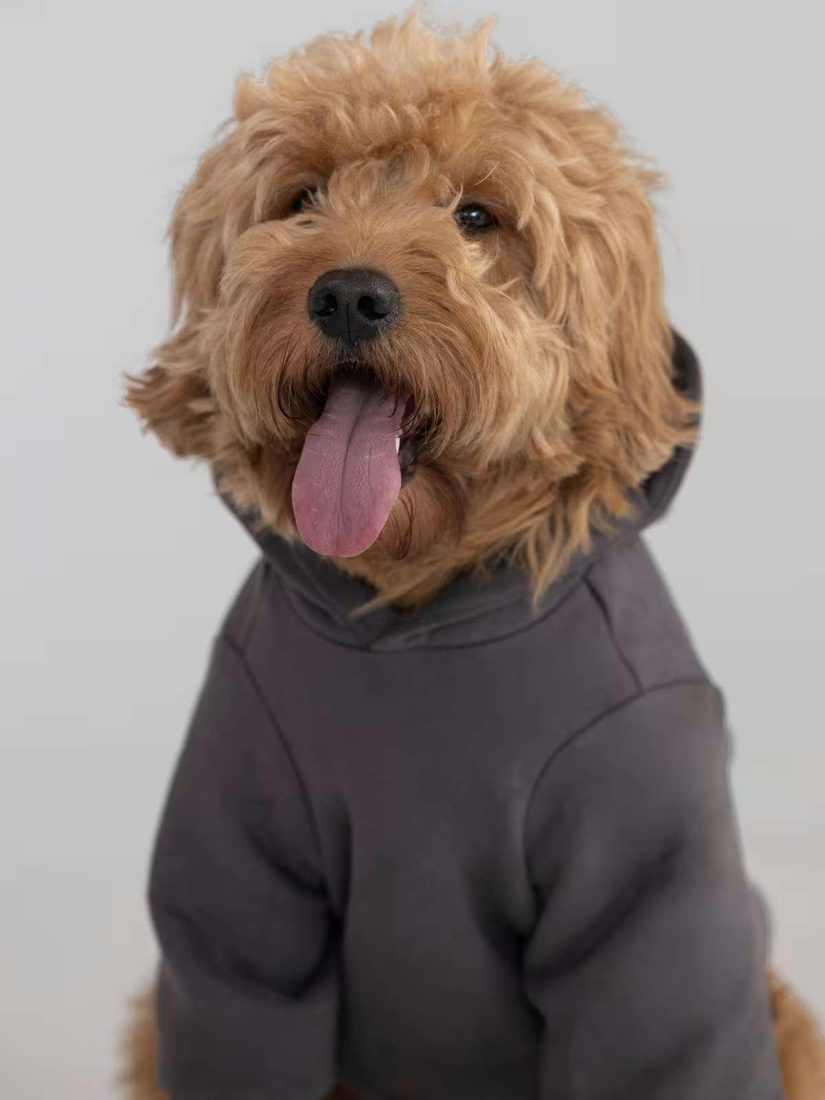 Paws Cozy Everyday Bundle