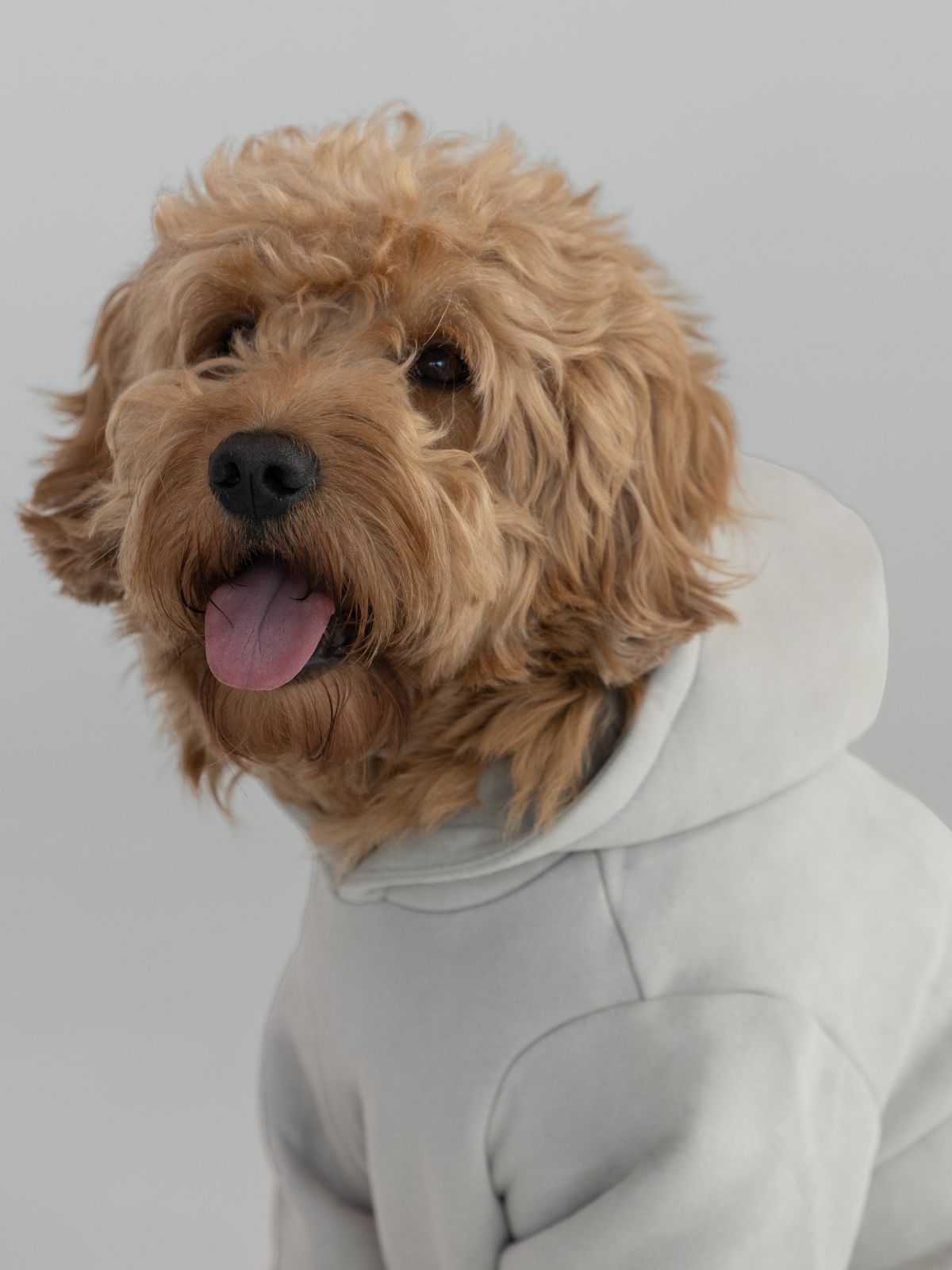 Cement / Pet
