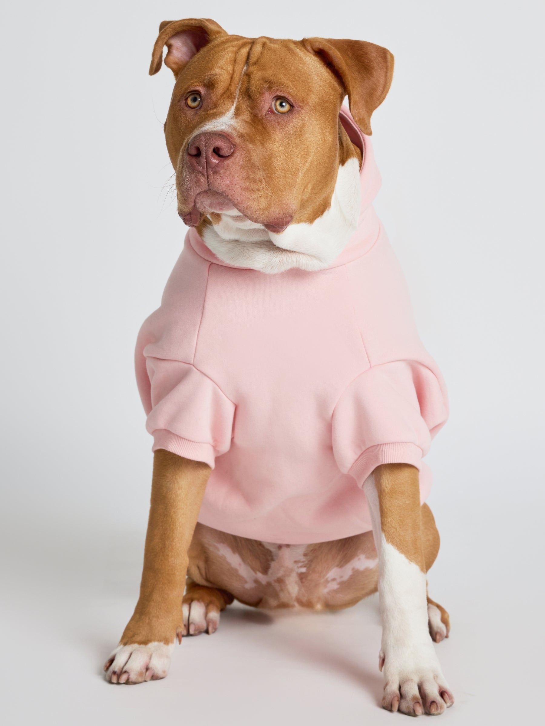 Bubblegum / Kash