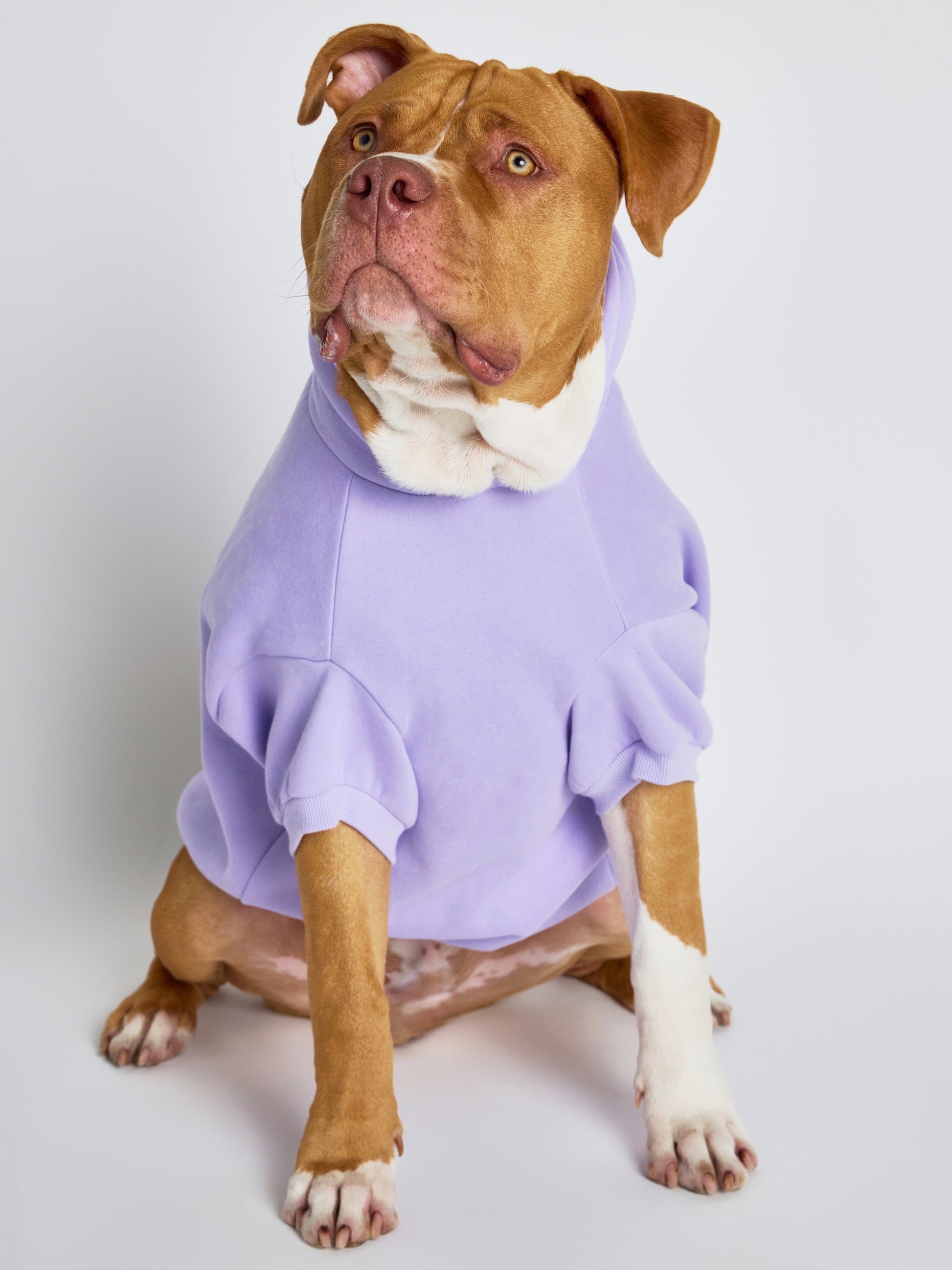 Lavender / Kash