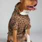 Brown Leopard / Kash
