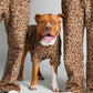 Brown Leopard / Kash