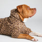 Brown Leopard / Kash