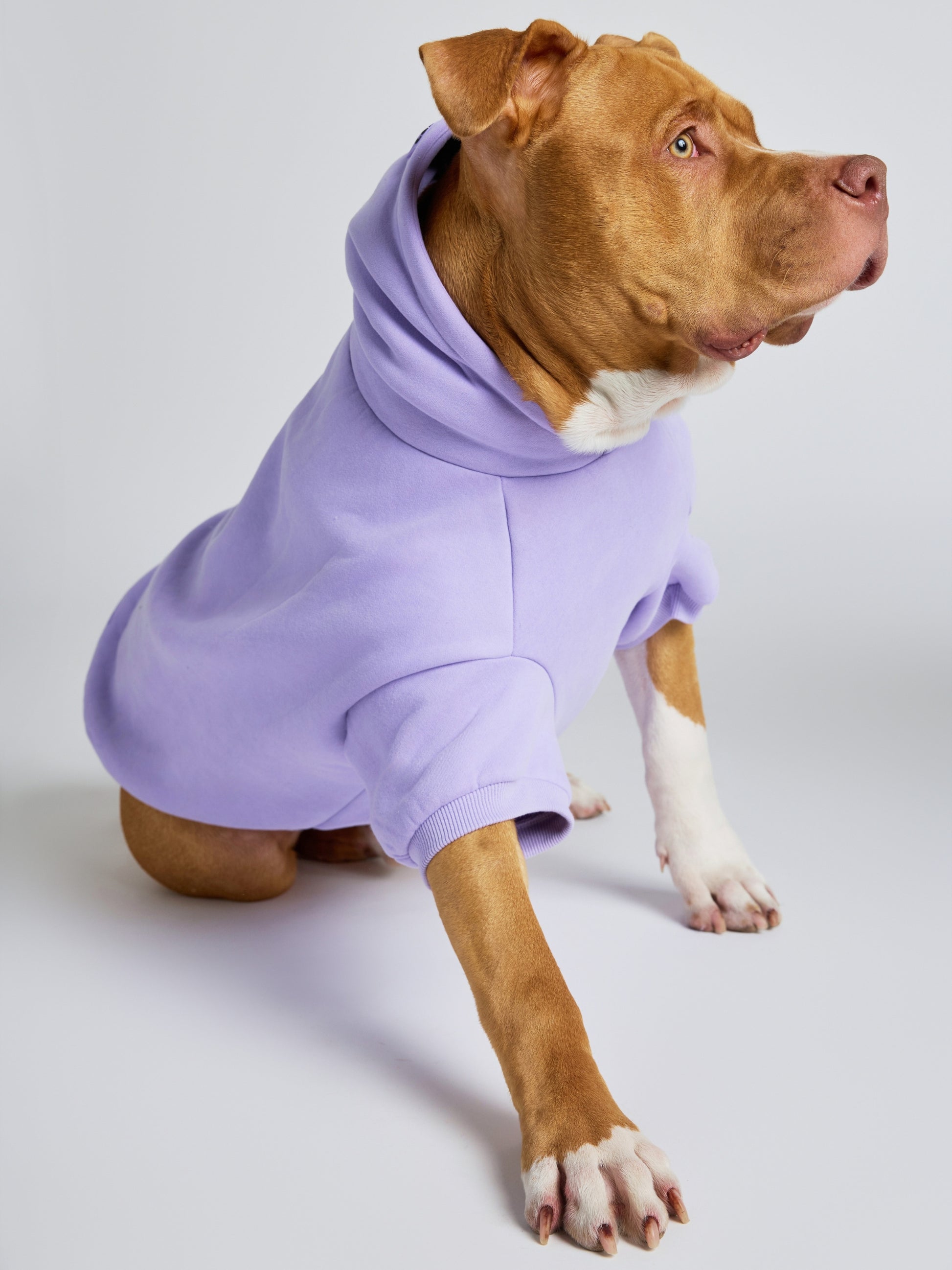 Lavender / Kash