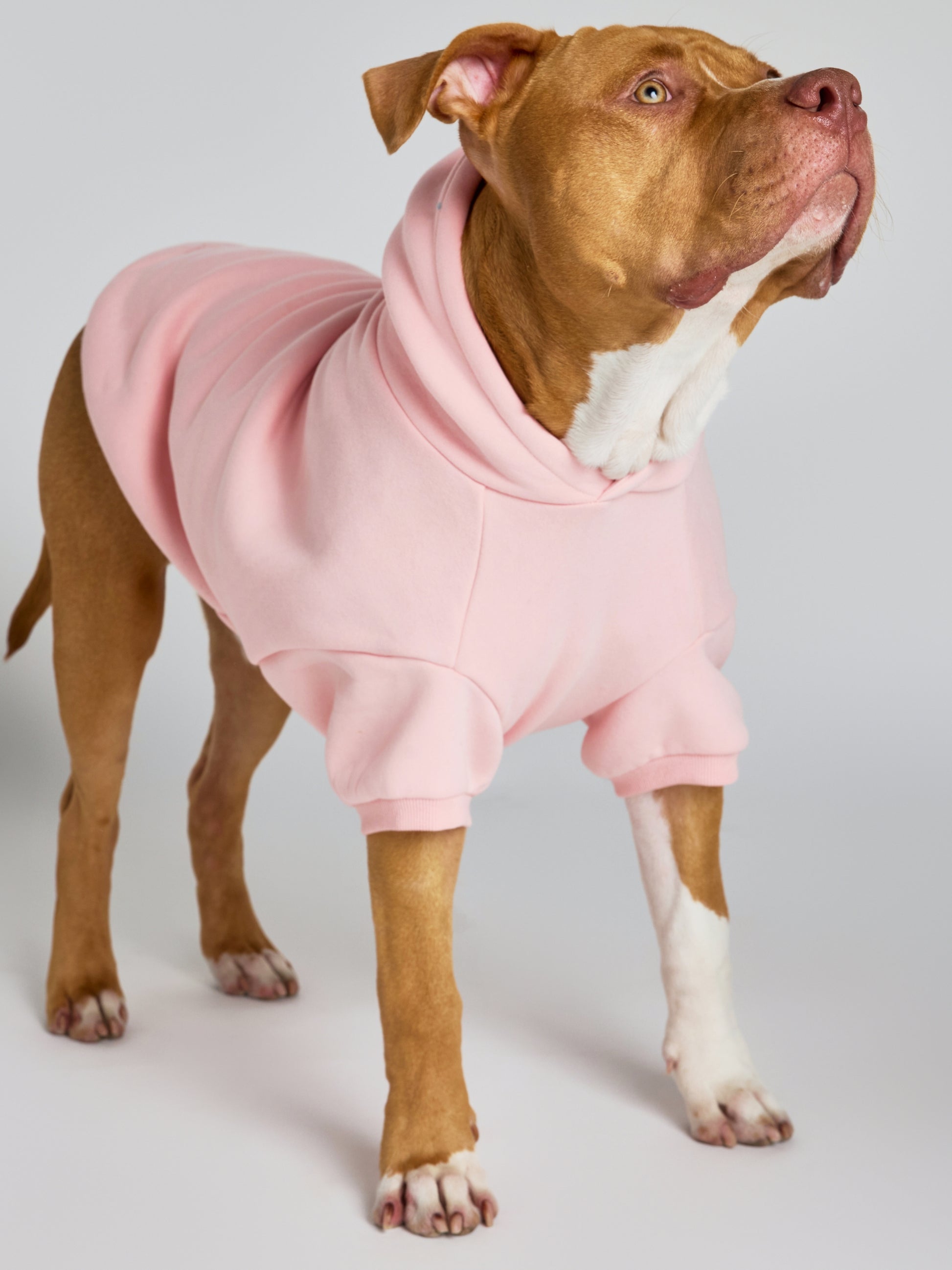 Bubblegum / Kash