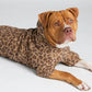 Brown Leopard / Kash