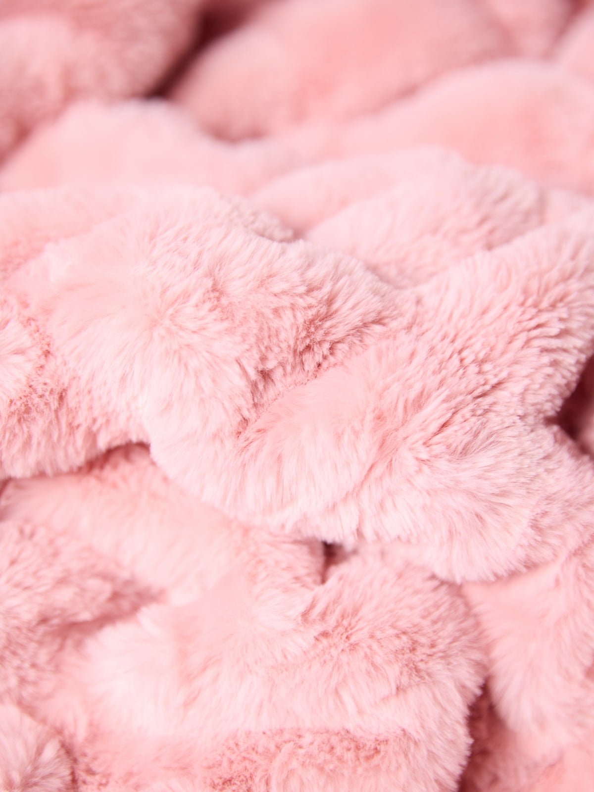 Pink Rose