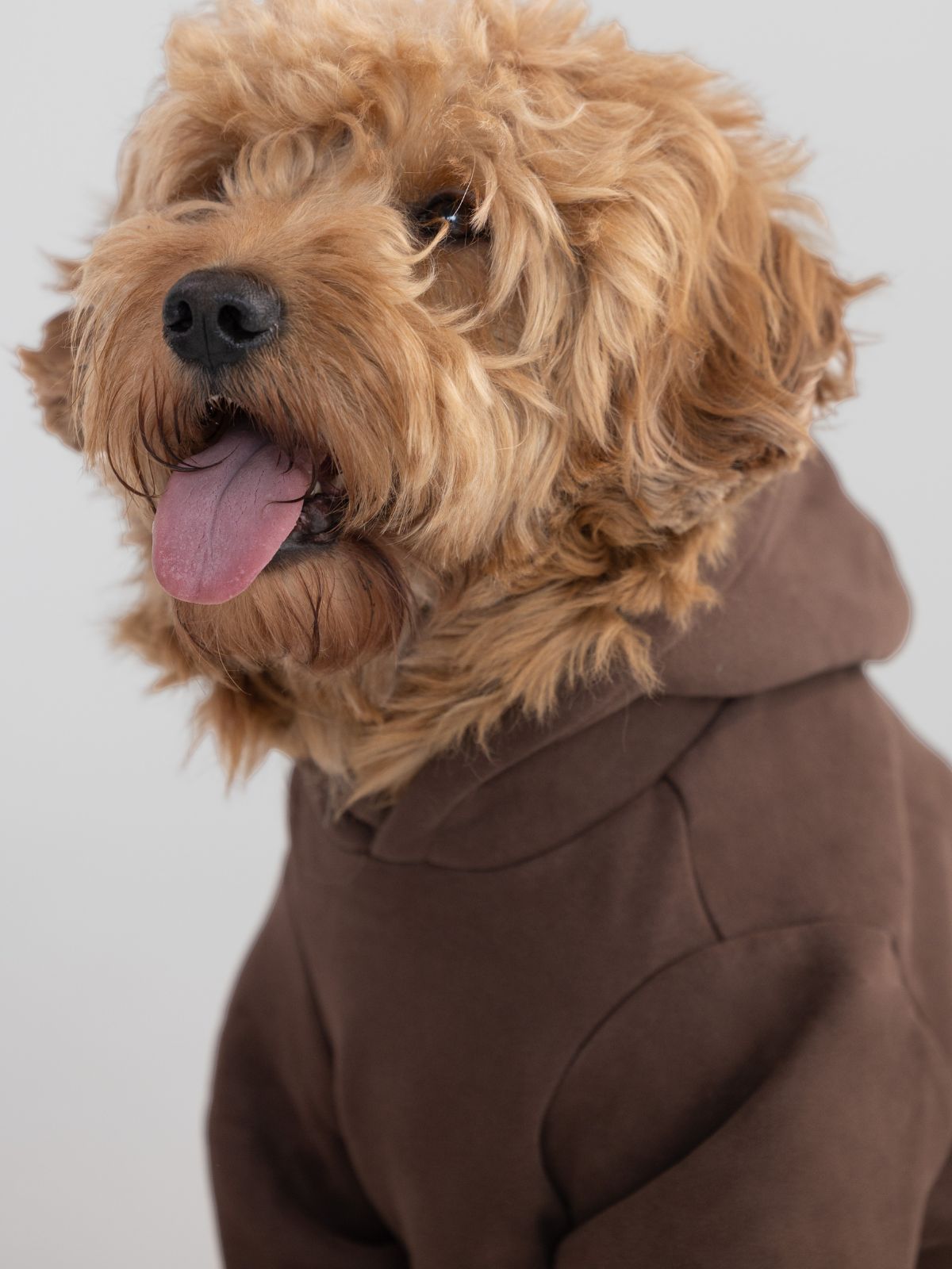 Walnut / Pet